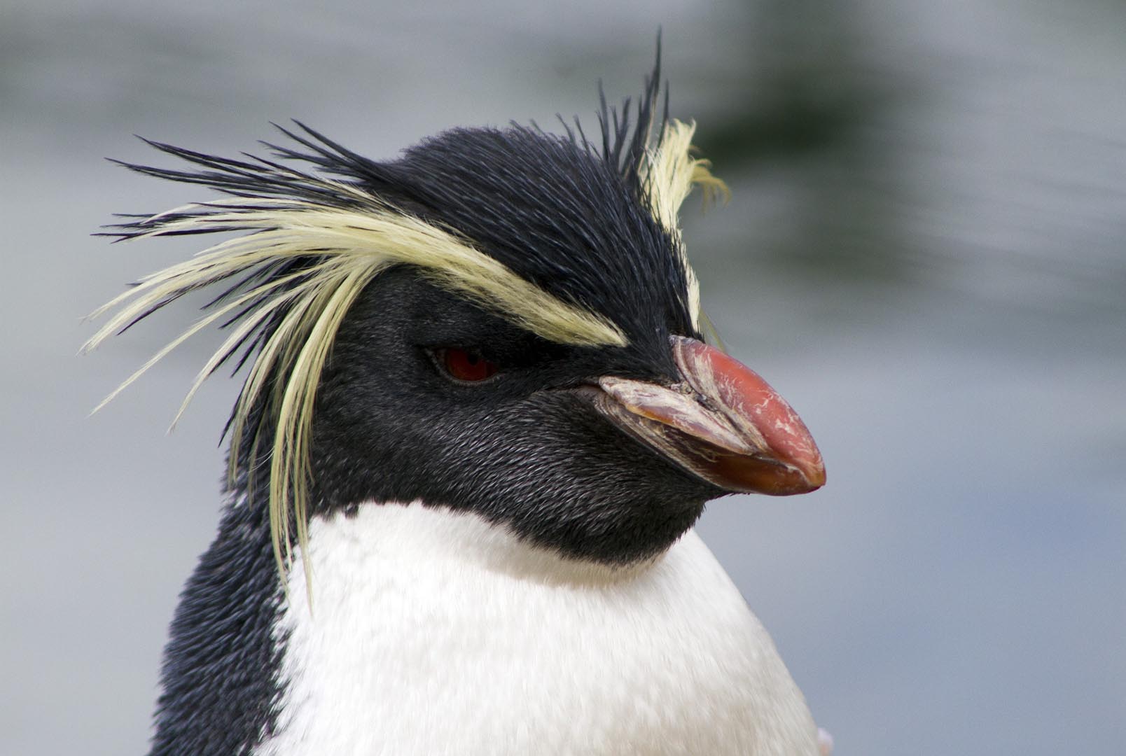 Northern rockhopper penguin looking to the right IMAGE: Amy Middleton 2023